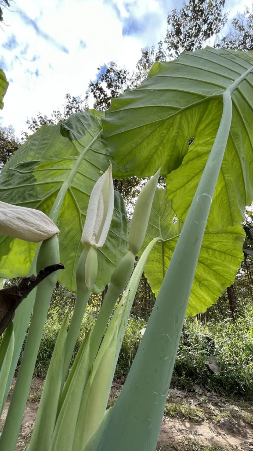 Fiori di Alocasia macrorrhiza