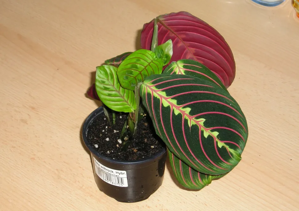 Maranta Fascinator joven en maceta