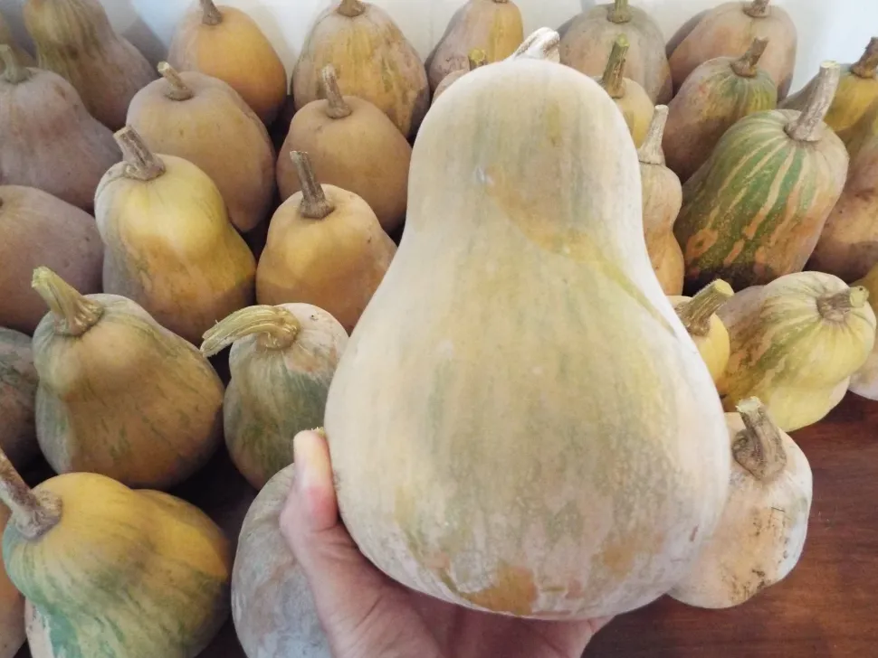 Calabaza Butternut beige