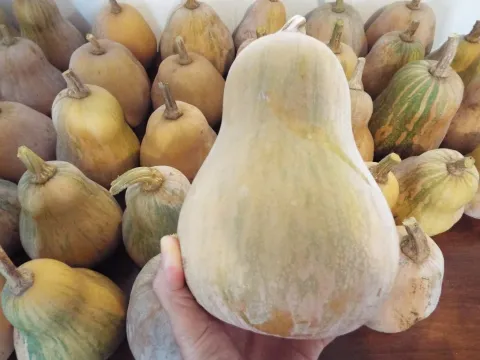 Zucca beige Butternut