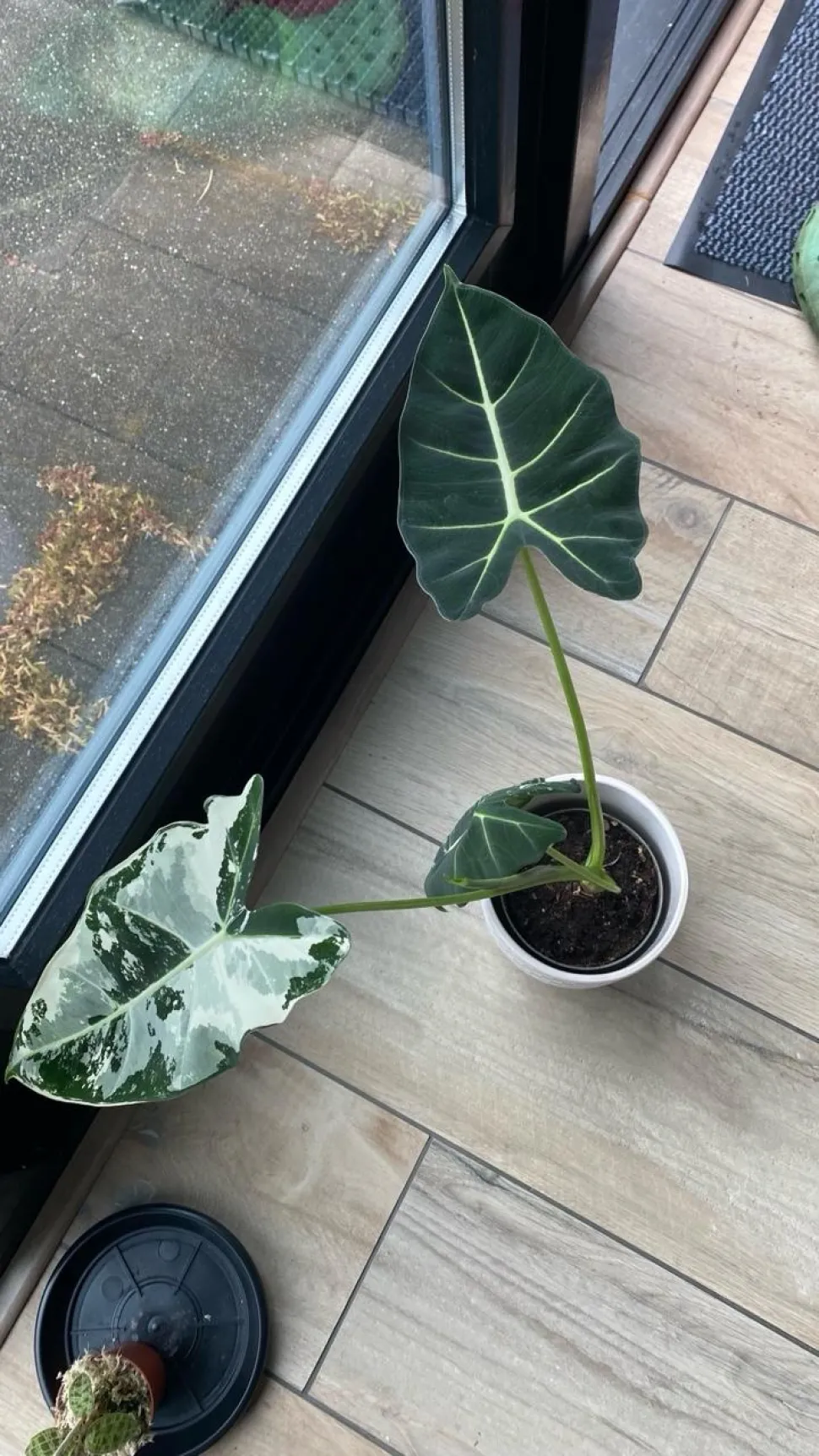 Alocasia Frydek variegata verde e bianca