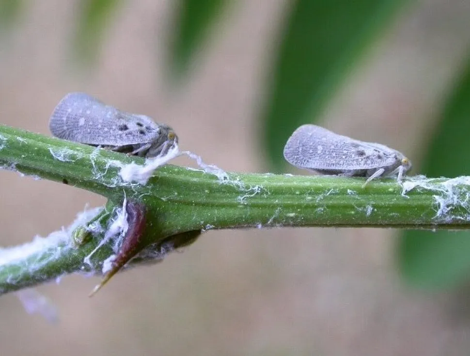 Geflügelte Insekten graue Zikaden