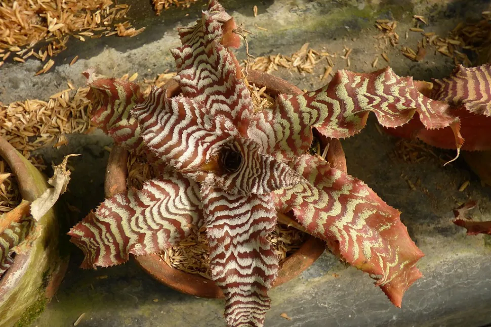 Cryptanthus zonatus Zebrabraun