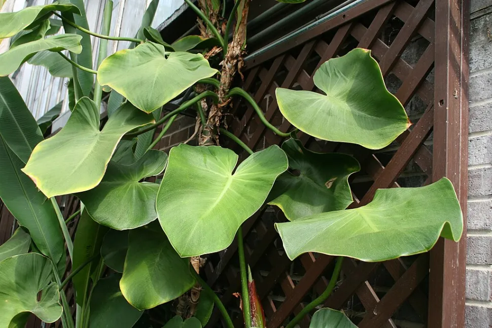 Folhas de Philodendron rugosum