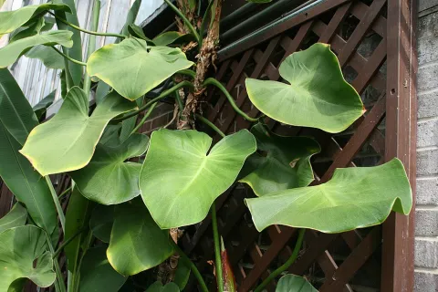 Philodendron rugosum leaves