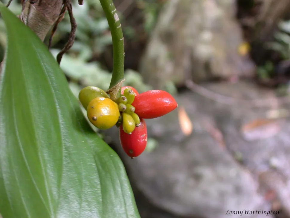 Frucht von Aglaonema simplex