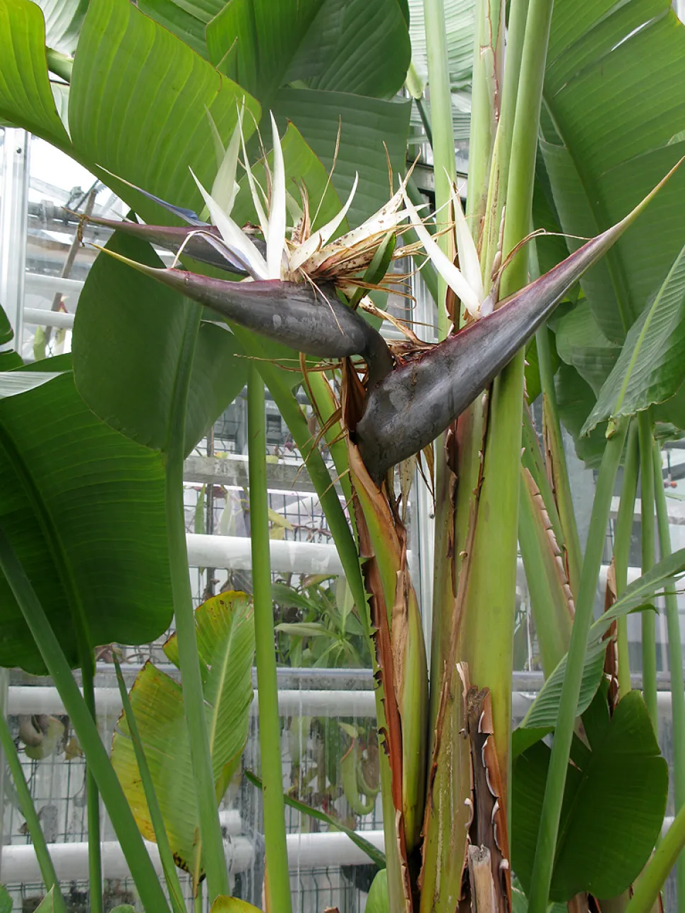 Bird of paradise white and blue flowers