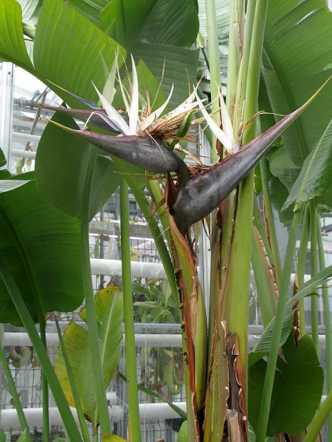Bird of paradise white and blue flowers