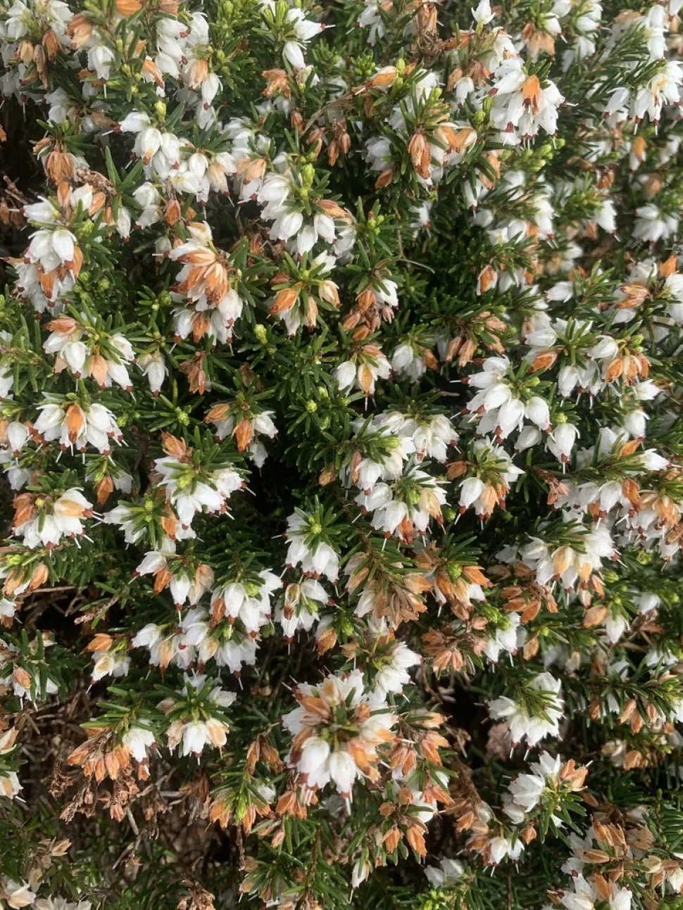 Urze de floração branca Erica darleyensis