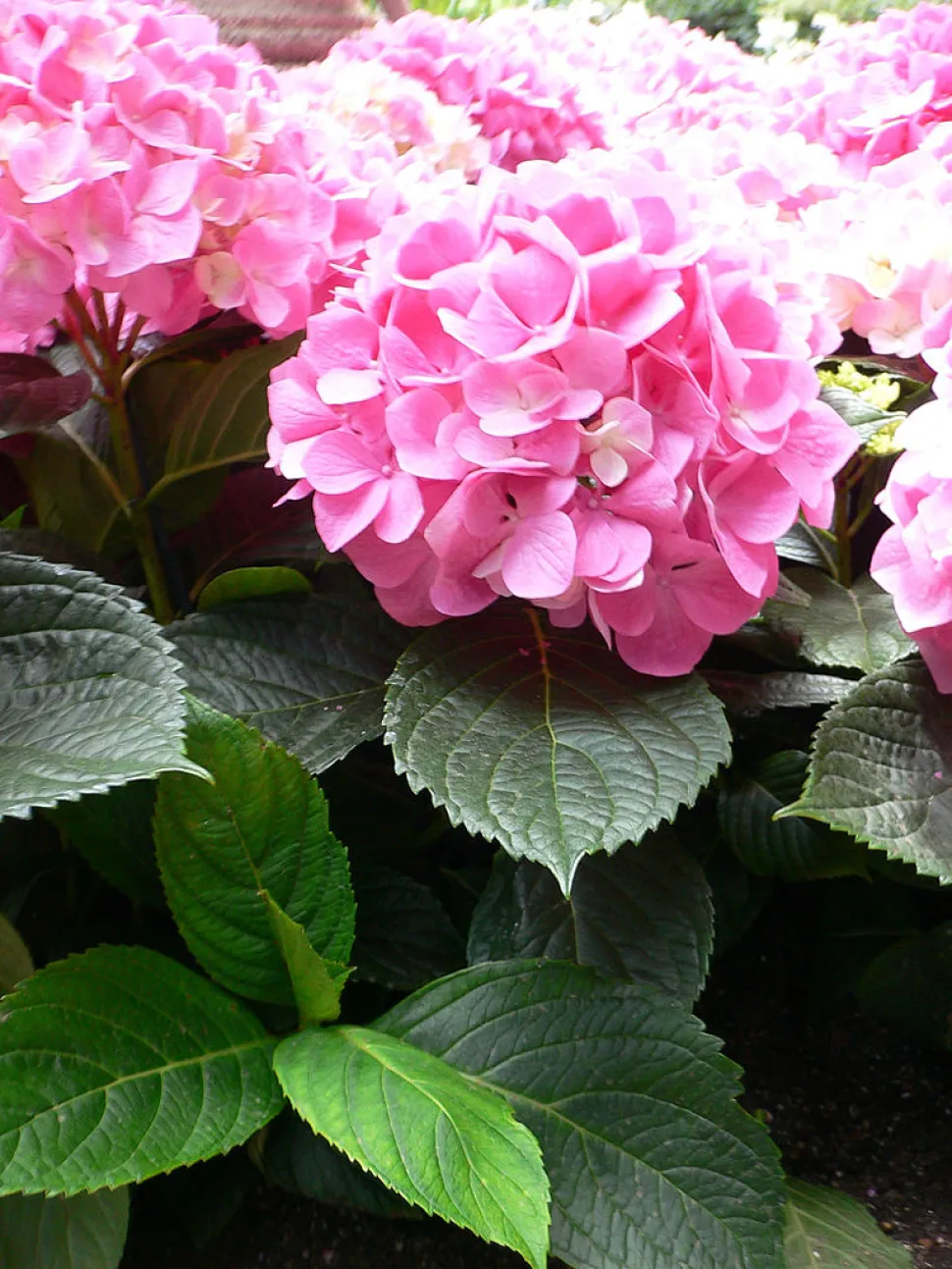Rosa Hortensie Hydragnea macrophylla
