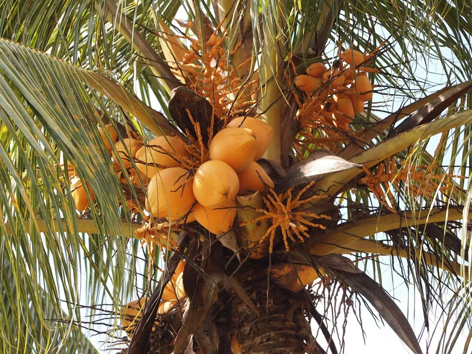 Frutto del cocco Cocos nucifera