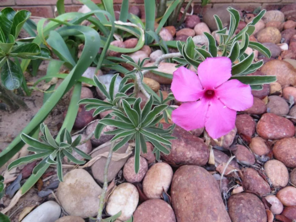 Flor rosa Adenium swazicum