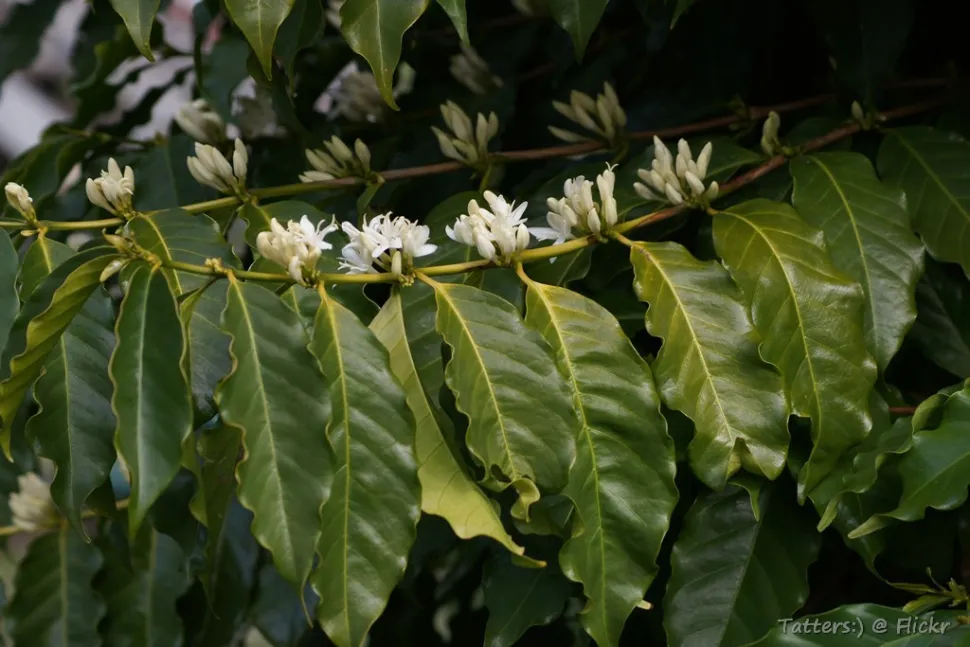 Flores de café