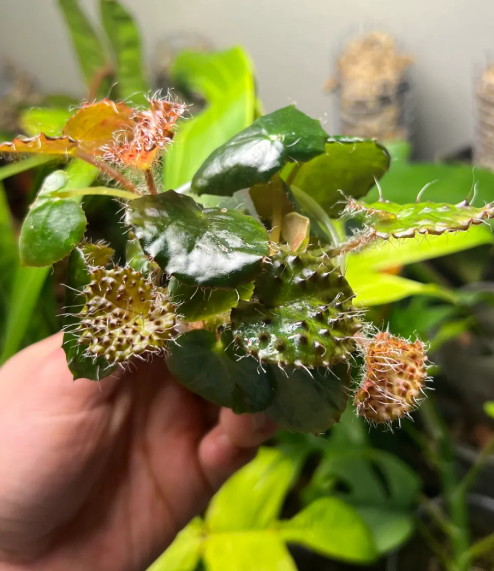 Begonia blasiges Laub Begonia ferox