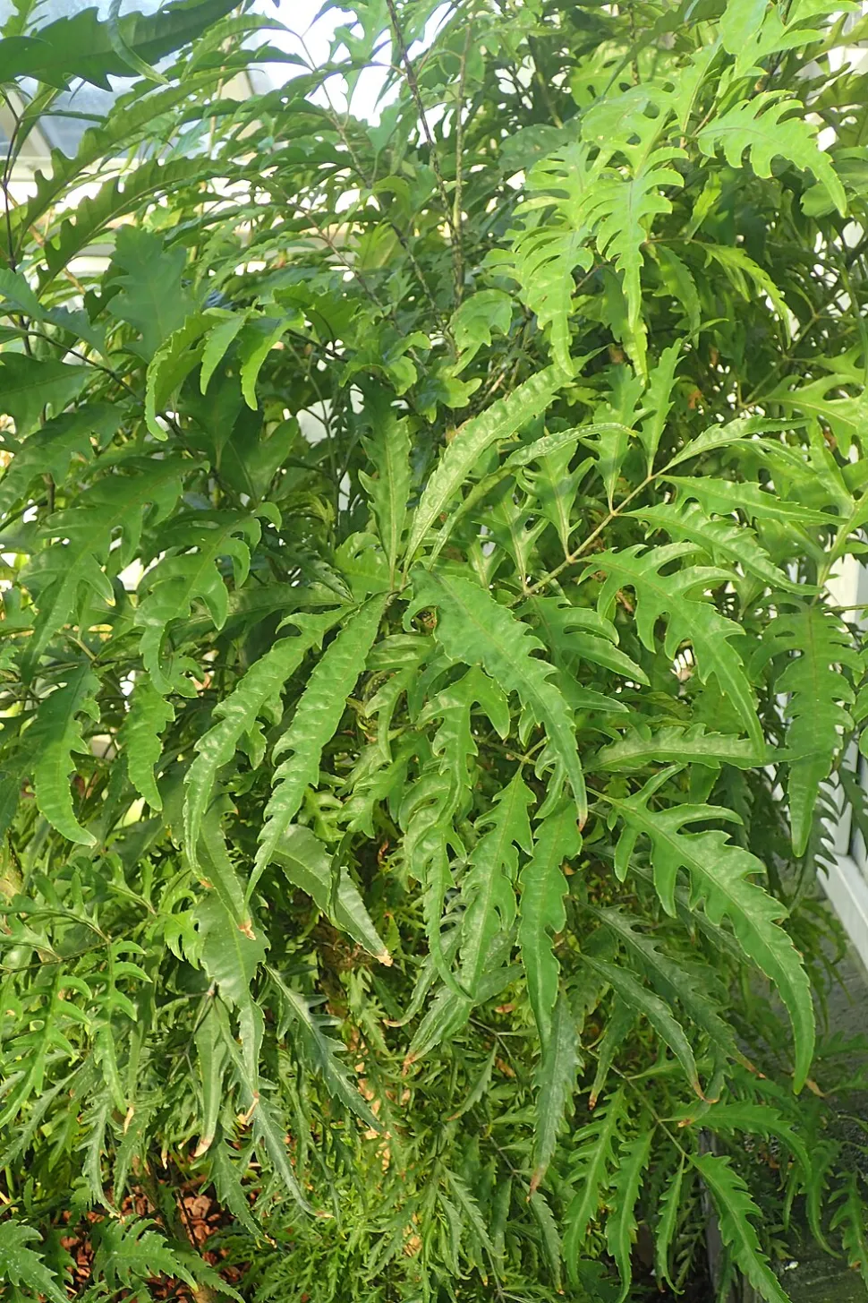 Afklippet løv Polyscias filicifolia