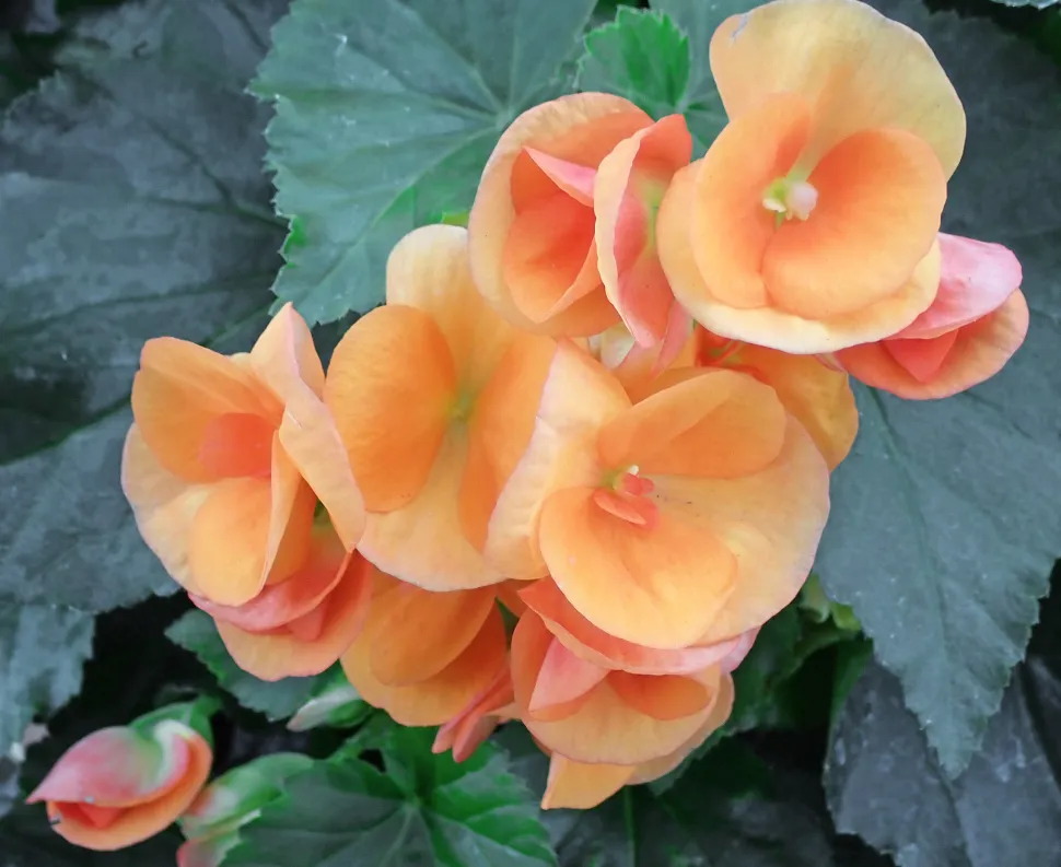 Indendørs blomstrende begonia Begonia x elatior