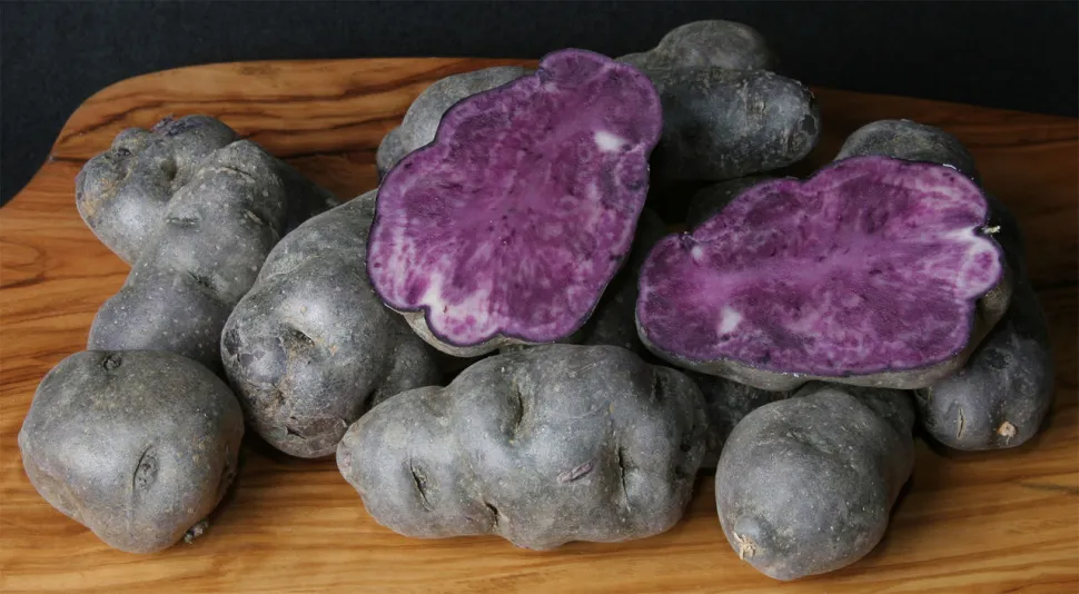 Patata morada Solanum tuberosum