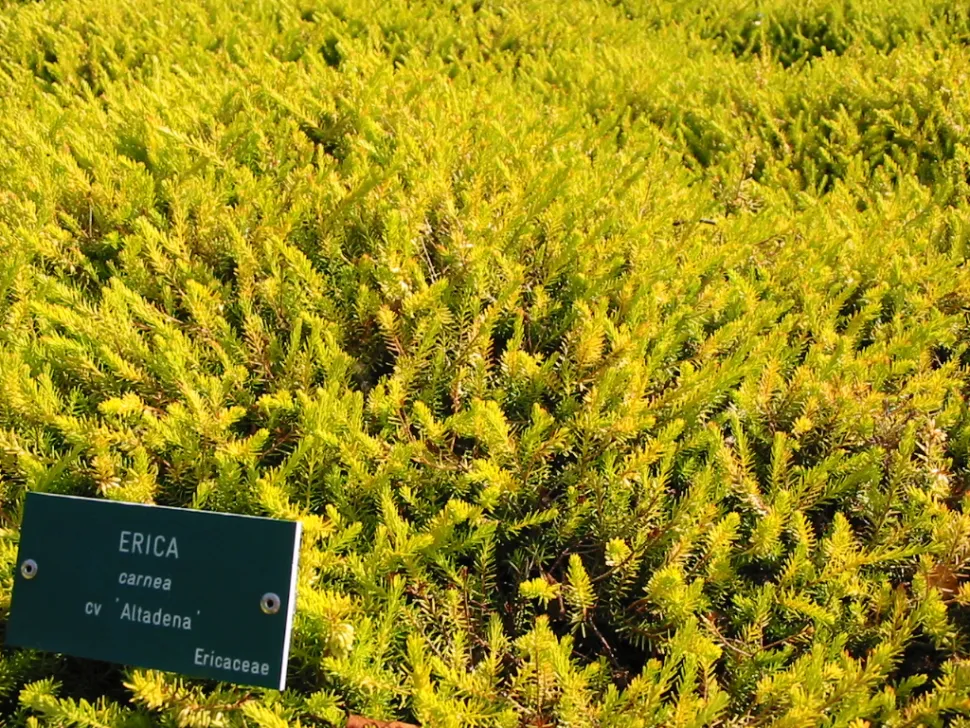 Cobertura do solo Heather Erica carnea