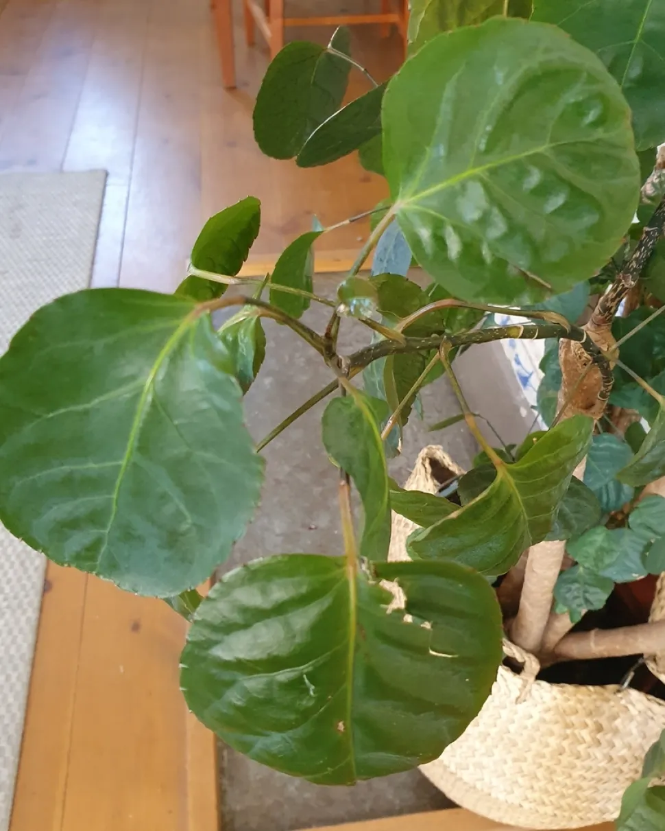 Polyscias scutellaria in un vaso