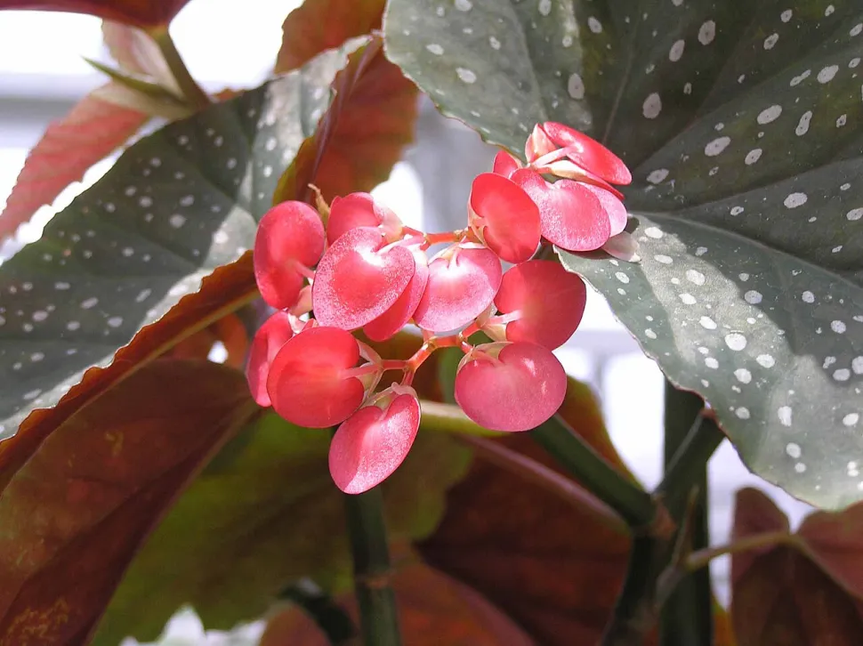 Rosa Blüten Begonia x lucerna