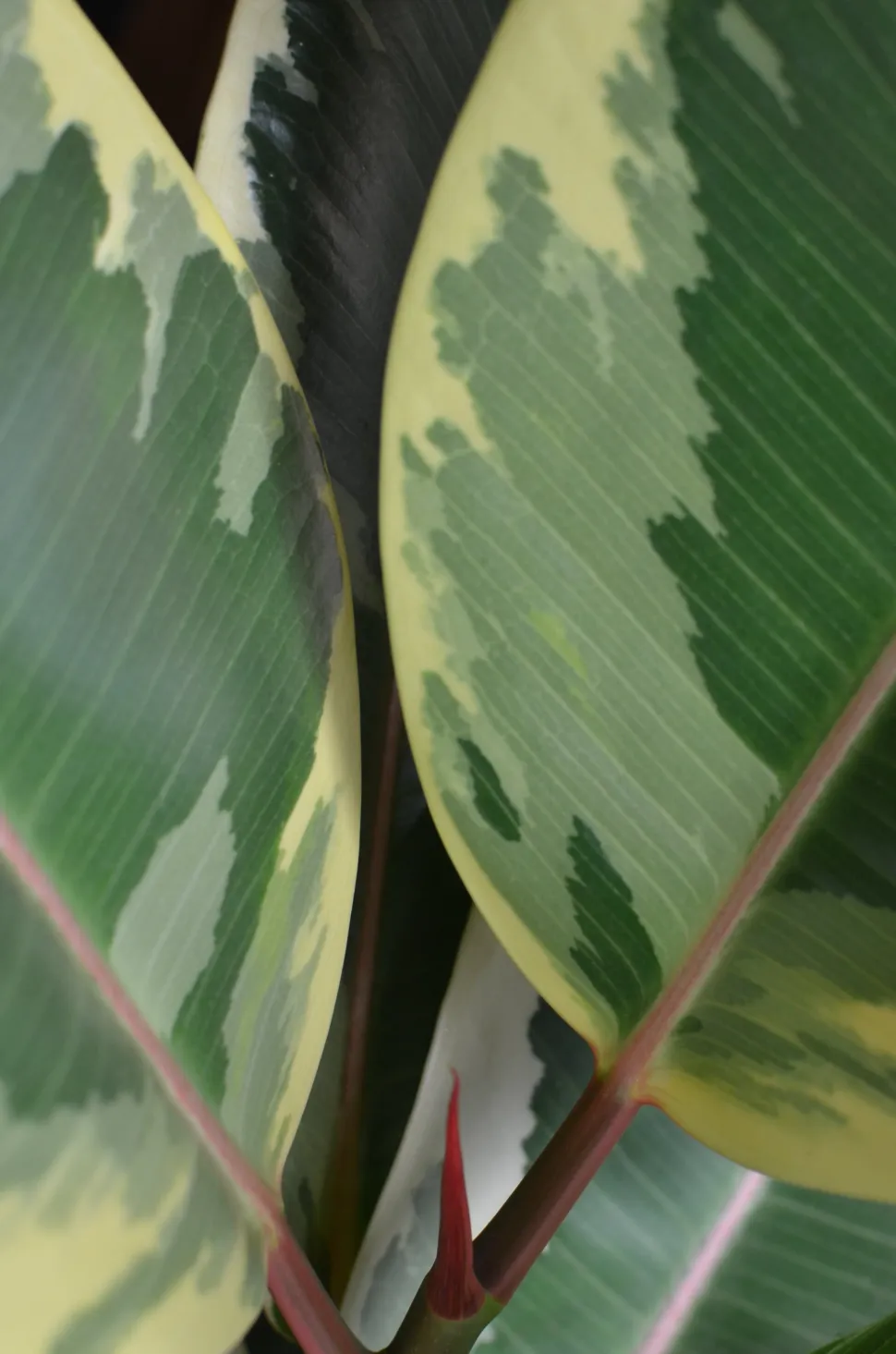 Hoja de Ficus elastica 'Tineke