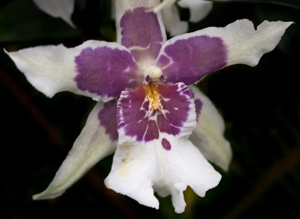 Orchideeën met fijne witte en paarse bloemblaadjes Miltonia