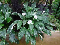 Flor de luna con follaje abigarrado