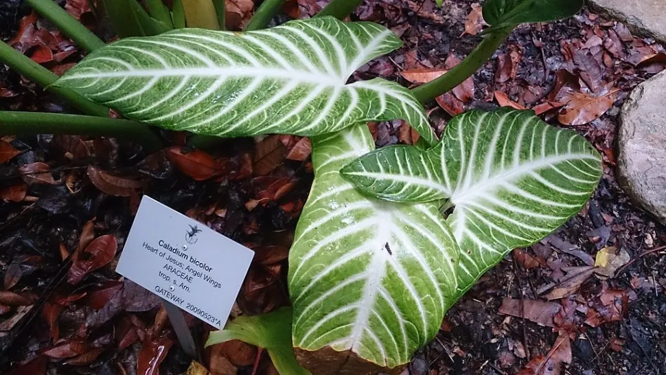 Groen en wit blad van Caladium bicolore