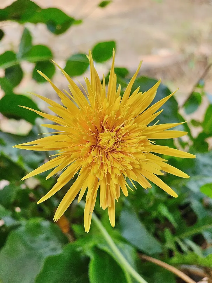 Gerbera jamesonii gelb