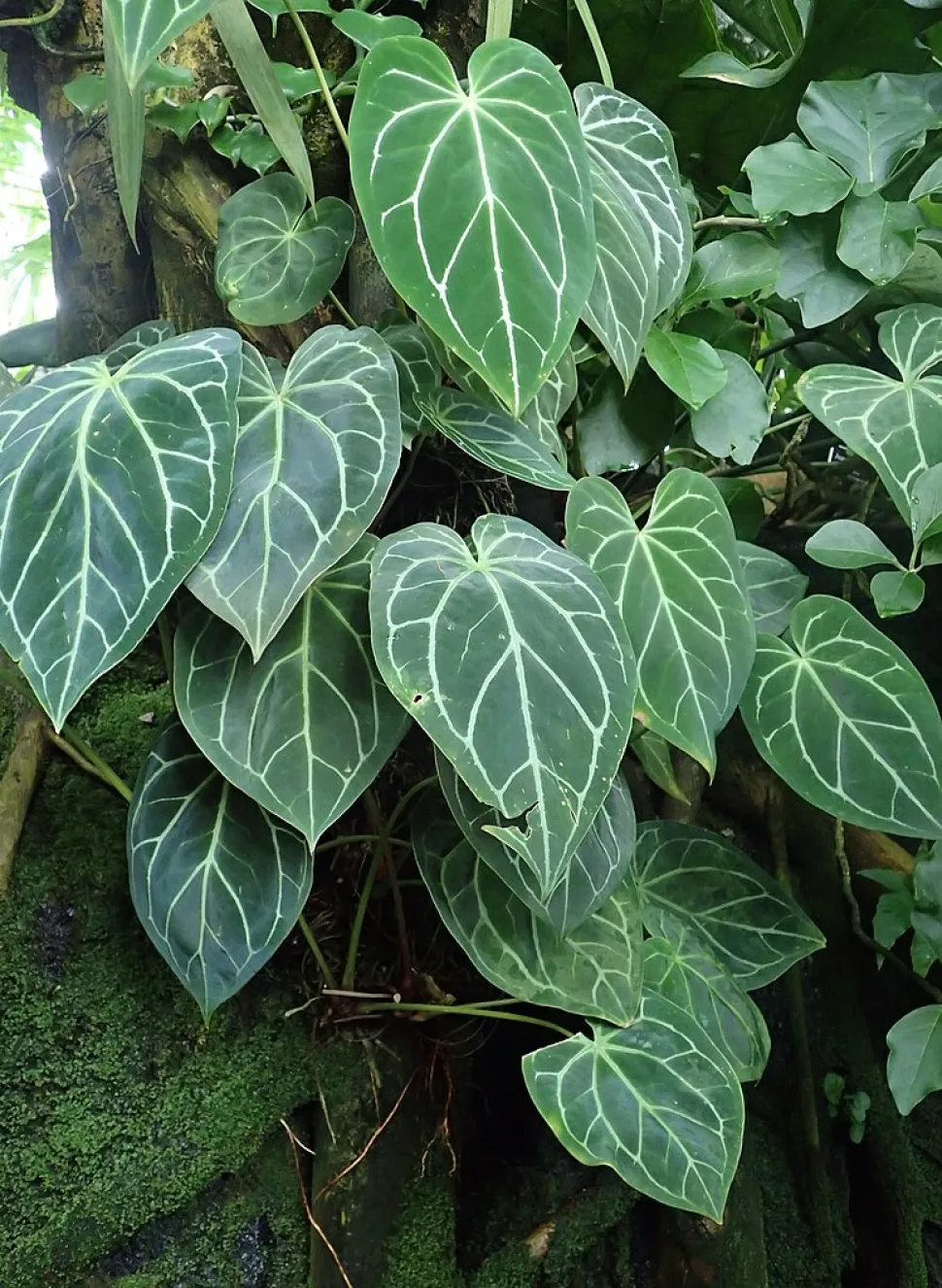Anthurium magnificum foglie cordate verdi con venature bianche