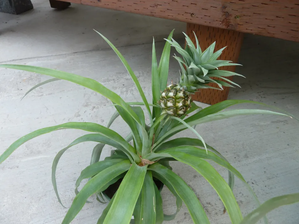Piña comosus en maceta