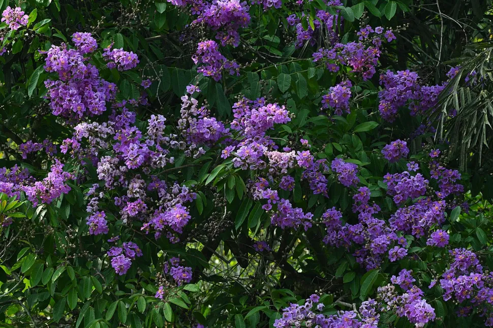 Lilas d'été violet