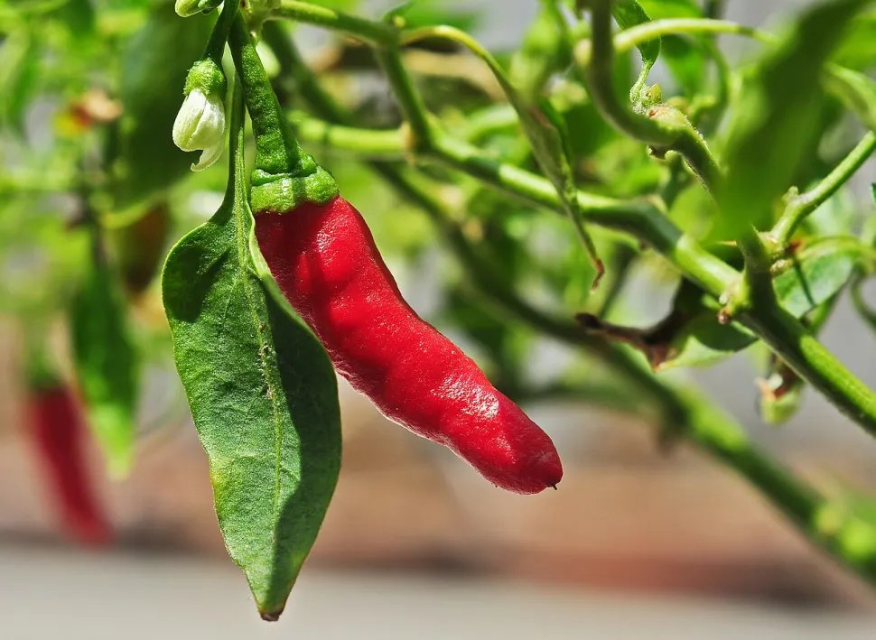 Chili Capsicum frutescens
