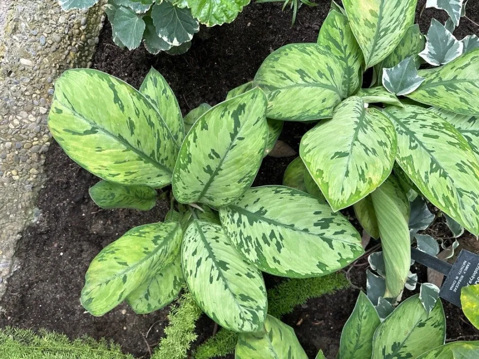 Adelonema wallisii foglie verde chiaro verde scuro