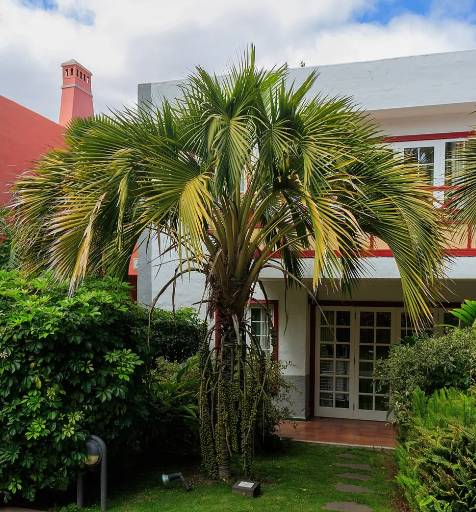 Howea belmoreana in de grond