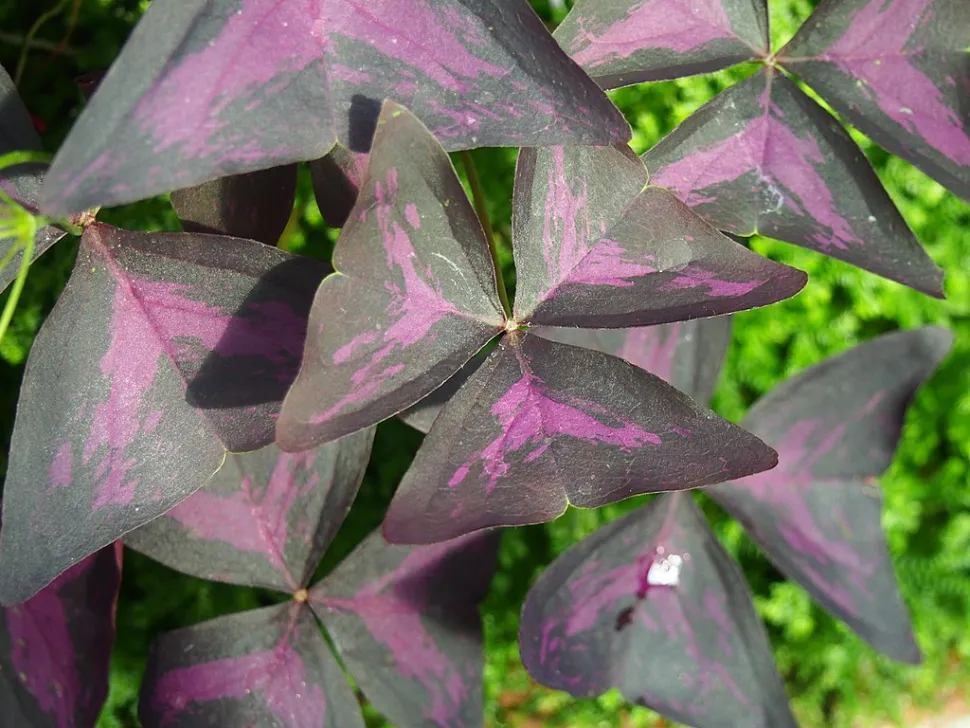 Lilla brogede blade af Oxalis triangularis atropurpurea