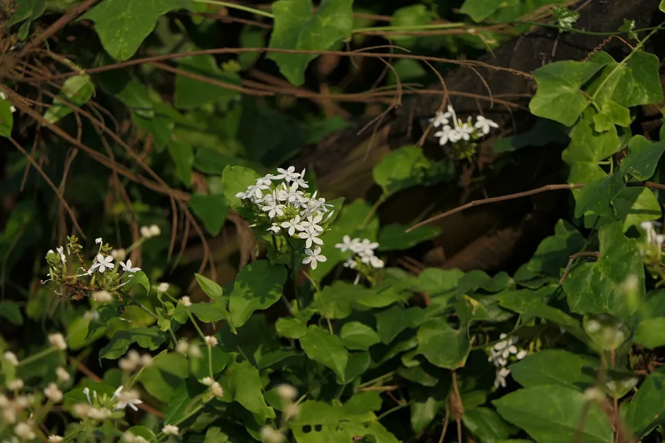 Plumbago zeylanica nel terreno