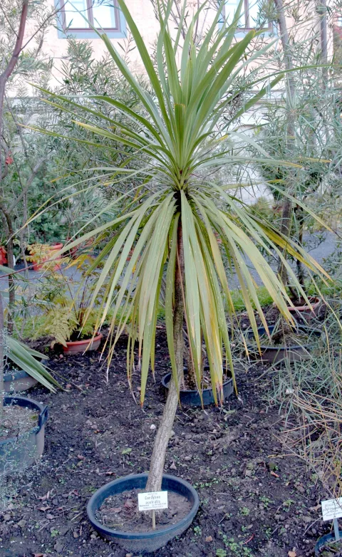 Cordyline australis in pot