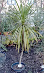 Cordyline australis num vaso