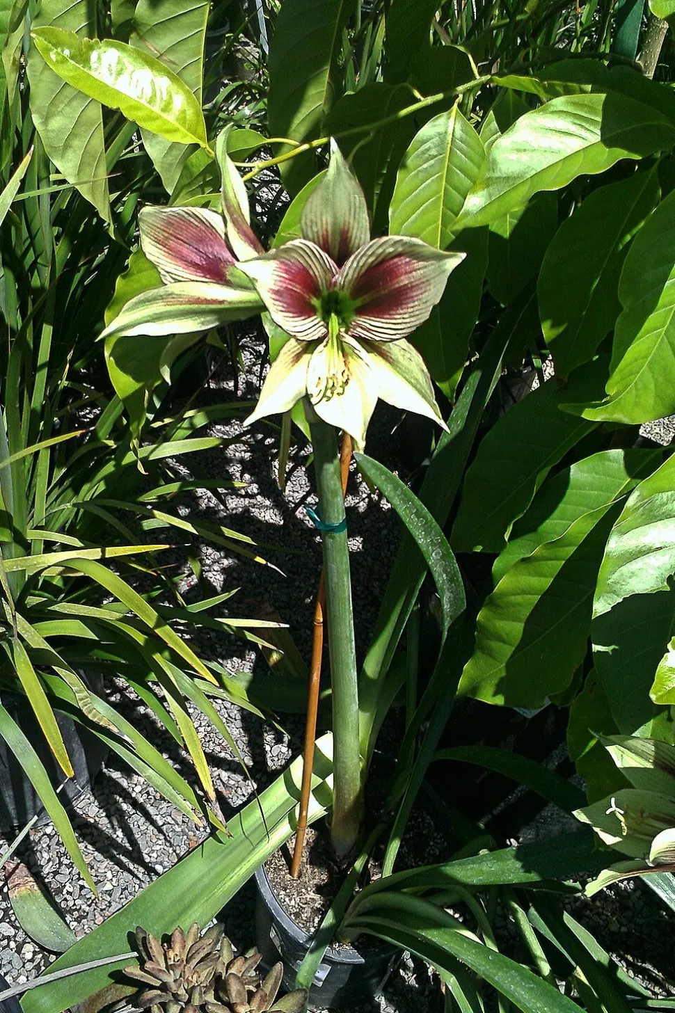 Amaryllis papilio en el suelo