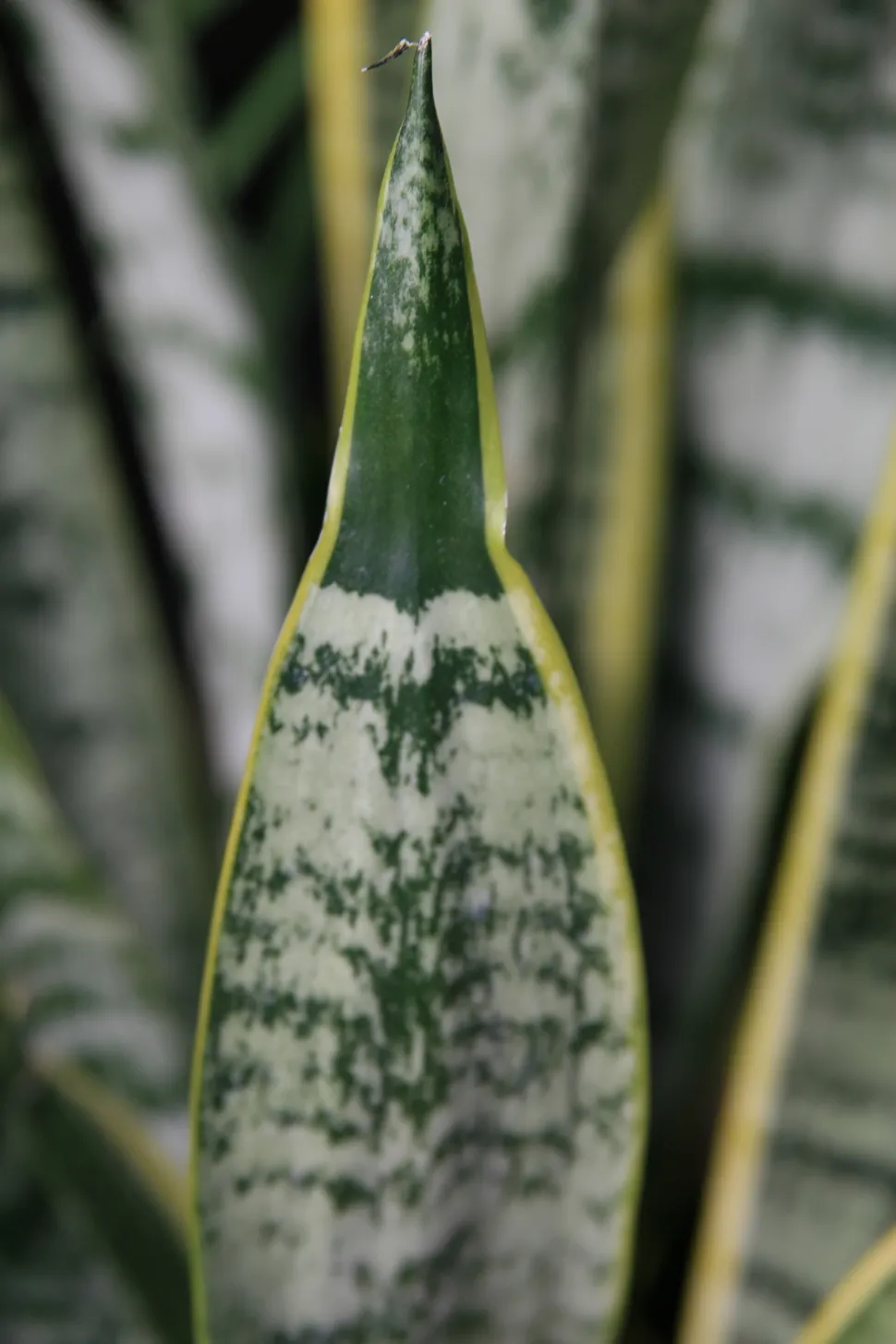 Spids spids på blad af Sansevieria trifasciata 'Laurentii'