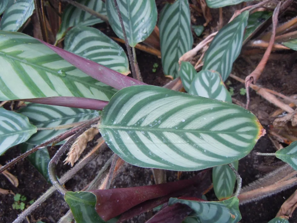 Padrão de folhas verdes Ctenanthe setosa