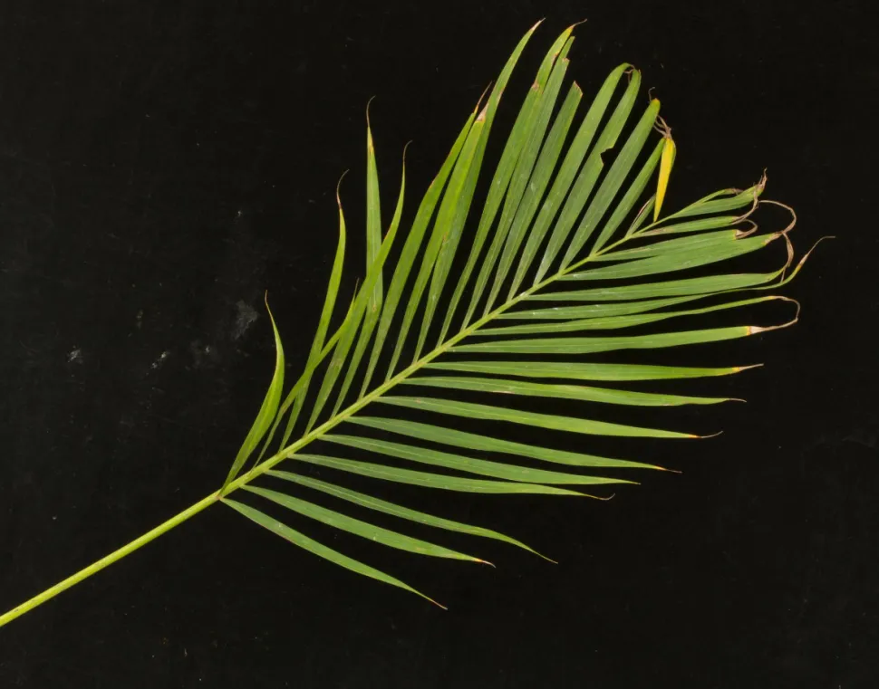 Palmeiras de Dypsis lutescens