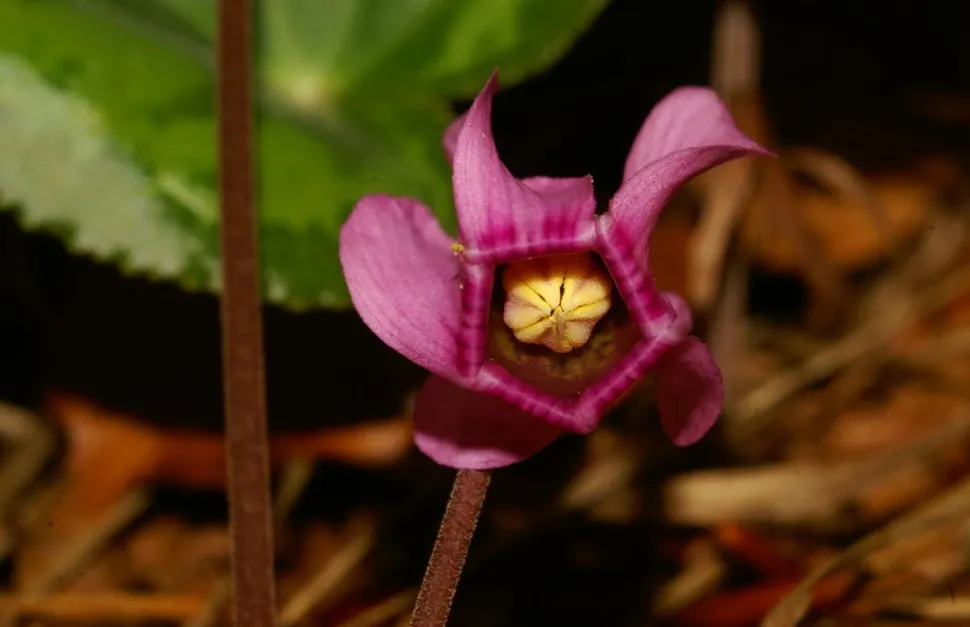 Flor violeta de ciclamen purpurascens