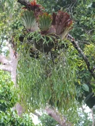Platycerium coronarium epiphytic fern