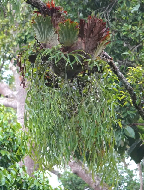 Platycerium coronarium Epiphytischer Farn