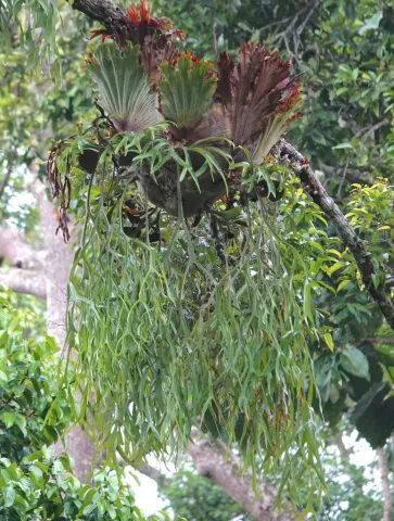 Platycerium coronarium fougère épiphyte