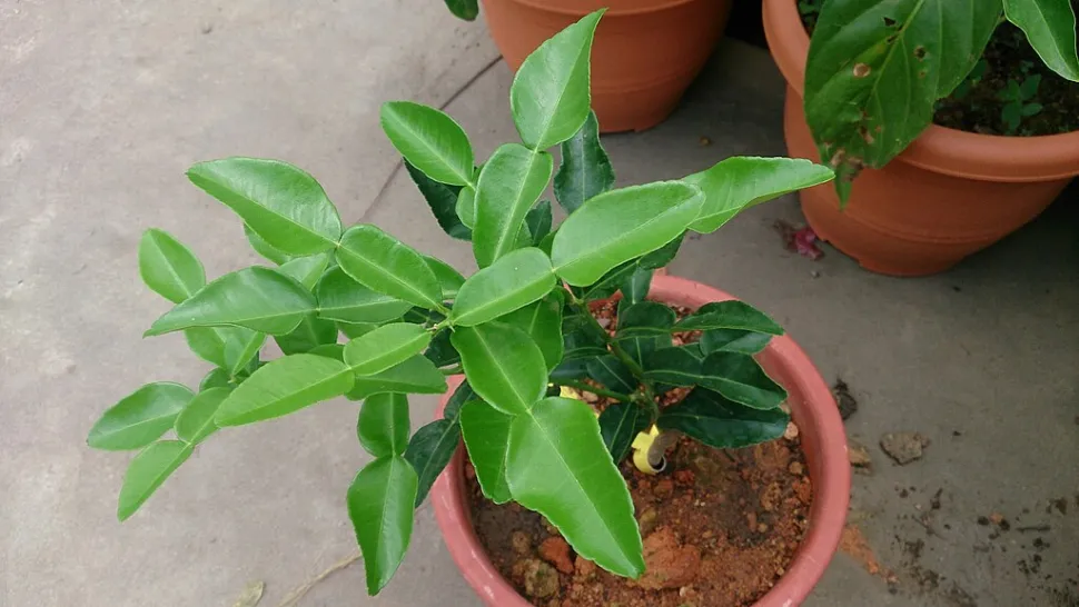 Citrus hystrix i en potte