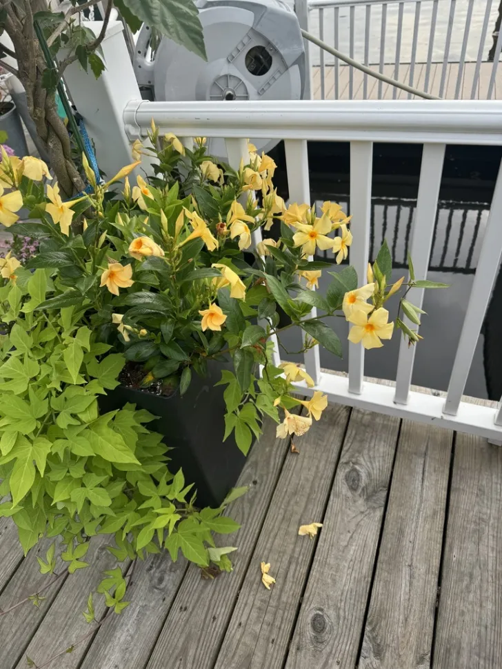 Dipladenia sanderi Mandevilla gialla