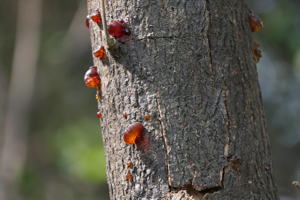 Tronco di Albizia saman